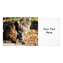 My Acorn Maine Coon Cat Photo Cards