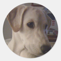 My Baby Pooch Round Stickers