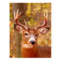 My Beautiful Antlers Postcard