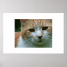 My Cat Poster