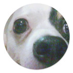 My Cute Chihuahua, Ms Cutie Sticker