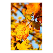 my darling maple posters