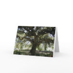 My Favourite Oak Tree