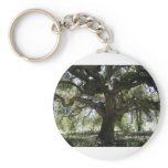 My Favourite Oak Tree