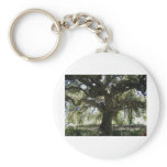 My Favourite Oak Tree