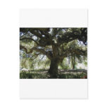 My Favourite Oak Tree