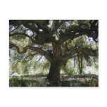My Favourite Oak Tree