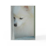 My Girl Pomeranian Greeting Card