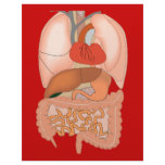 My Guts, Digestive Organs letterhead