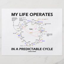 My Life Operates In A Predictable Cycle (Krebs) Full Colour Flyer