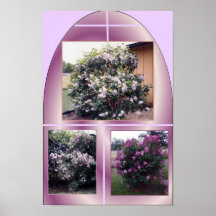 MY LILAC BUSHES PRINT