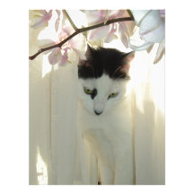 My Pretty White and Black Kitty Cat Custom Letterhead