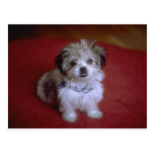 My Puppy Post Card