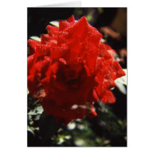 My rose cards