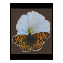 Mylitta Crescent Postcard