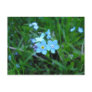 Myosotis (2) postcard