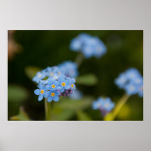 Myosotis Affiches