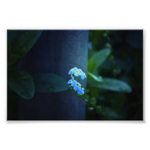 Myosotis jamais dans la soirée art photographique