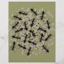 Myrmecophobia Flyer Design