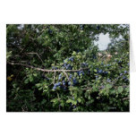 Myrtilles  Sauvages cards