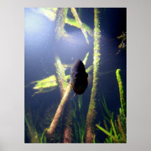 Mysterious Fish Posters