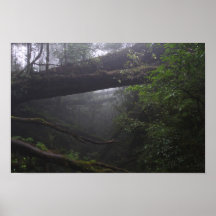 Mysterious Jungle Poster