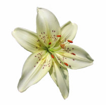 Mystery Lily ~ acrylic