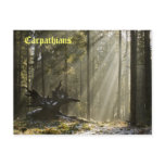 Mystic forest postcard