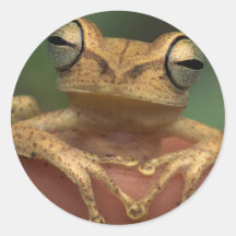 Mystic Frog Stickers