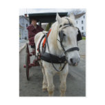 Mystic Horse Postcards