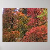 Mystical Autumn (3) Poster