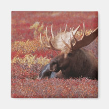 N.A., USA, Alaska, Denali National Park, Bull Magnet