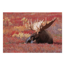 N.A., USA, Alaska, Denali National Park, Bull