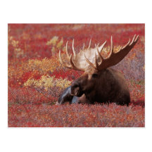 N.A., USA, Alaska, Denali National Park, Bull Post Card