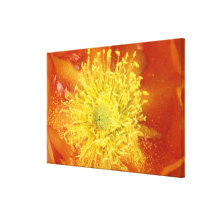 N.A., USA, Arizona, Tucson, Sonora Desert 3 Gallery Wrapped Canvas