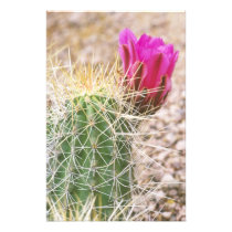 N.A., USA, AZ, Phoenix, Desert Botanical 2