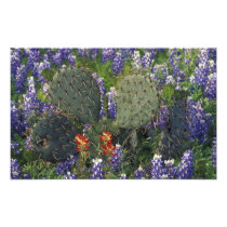 N.A., USA, Texas, Cactus surrounded by