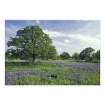 N.A, USA, Texas, Lake Buchanan, Oaks and Blue