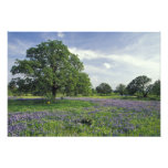 N.A, USA, Texas, Lake Buchanan, Oaks and Blue Photo