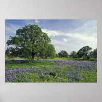 N.A, USA, Texas, Lake Buchanan, Oaks and Blue