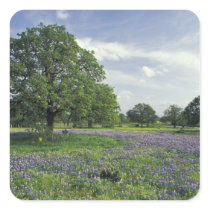 N.A, USA, Texas, Lake Buchanan, Oaks and Blue