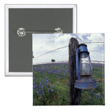 N.A., USA, Texas, Llano, Blue Lantern, Oak tree Button