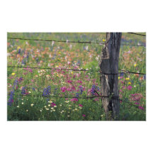 N.A, USA, Texas, Lytle, Fence post and Photo Art