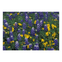 N.A, USA, Texas, Marble Falls, Blue Bonnets