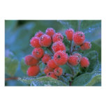 N.A., USA, Washington, Mt. Rainier National 3 Photographic Print