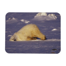 Na, Canada, Manitoba, Churchill, ours blanc Magnets