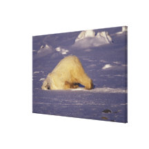 NA, Canada, Manitoba, Churchill, Polar bear Stretched Canvas Prints