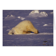 NA, Canada, Manitoba, Churchill, Polar bear Greeting Card