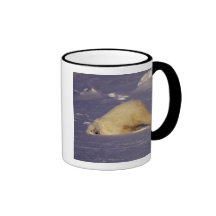 NA, Canada, Manitoba, Churchill, Polar bear Mug