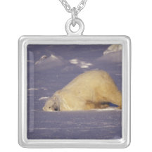 NA, Canada, Manitoba, Churchill, Polar bear Jewelry